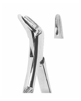 <span>Upper Incisors,Premolars Roots </span>