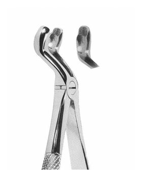 <span>Upper Third Molars</span>
