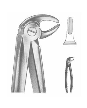 <span>Lower Premolars</span>