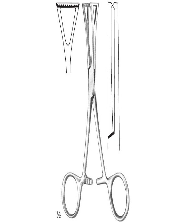 <span>Collin</span>