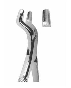<span>Upper Molars </span>