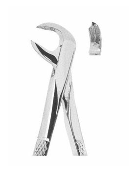<span>Lower Molars </span>