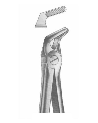 Lower Premolars