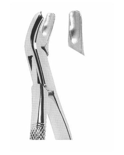 Upper Molars Right