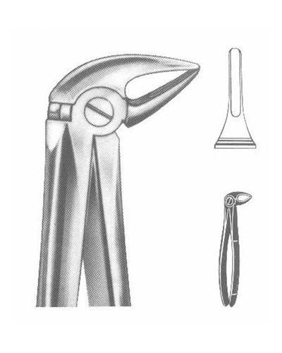 Lower Molars