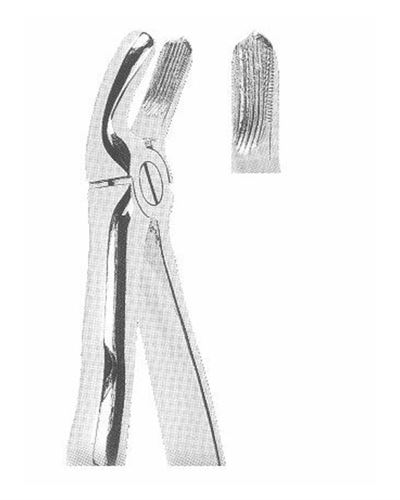 Upper Molars Left 
