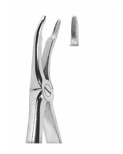 Upper Roots 