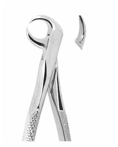 Lower Molars 
