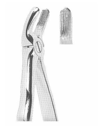Lower Molars