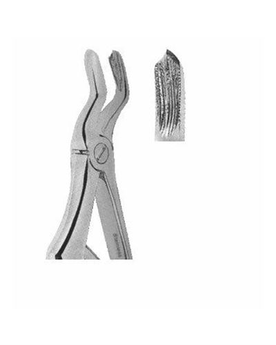 Upper Molars 