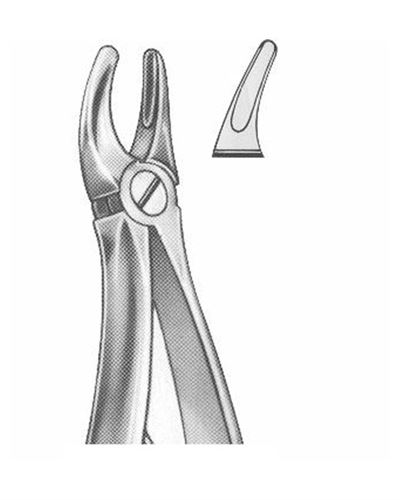 Upper Premolars