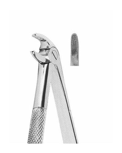 Lower Premolars