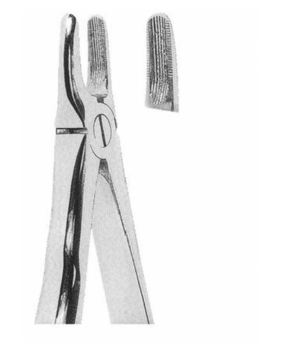 Upper Incisors And Canines 