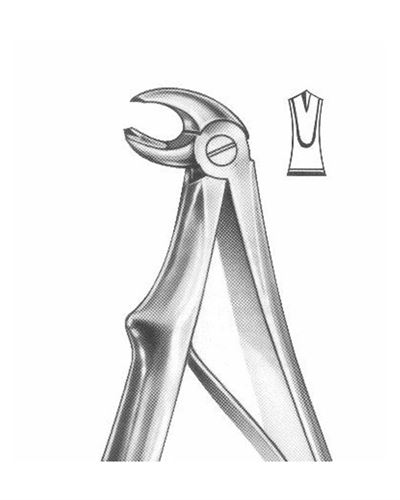Lower Molars