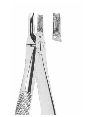Upper Canines 